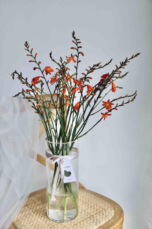 神润斋单品||火焰兰15元/10枝||下单即可提货【提