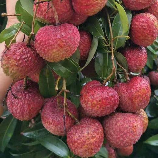 广西正宗灵山鸡嘴荔枝王树果核小肉厚多汁脆甜净重10斤150元,外省