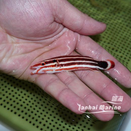 伊津狐 商品图4