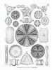 【中商原版】自然界的艺术形式 英文原版 Art Forms in Nature Ernst Haeckel 恩斯特·海克尔 科普读物 生物科学 插图绘图 商品缩略图5