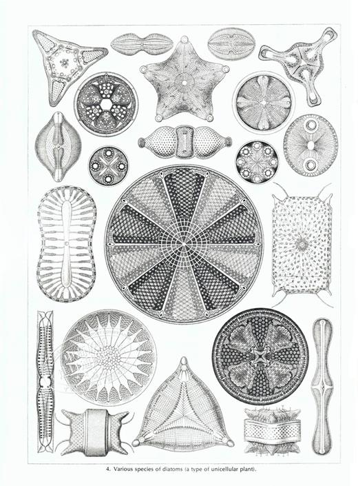 【中商原版】自然界的艺术形式 英文原版 Art Forms in Nature Ernst Haeckel 恩斯特·海克尔 科普读物 生物科学 插图绘图 商品图5