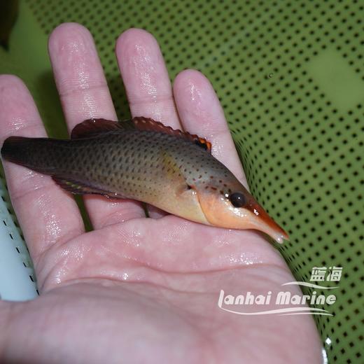 鸭嘴龙 母 商品图7