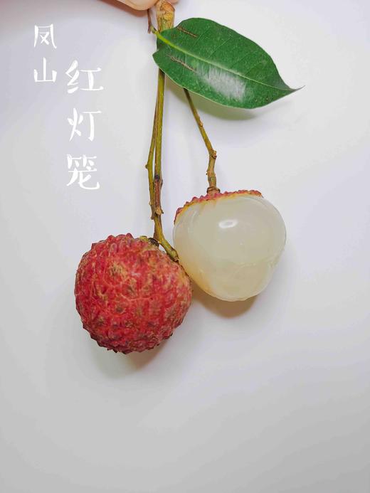 凤山红灯笼 荔枝