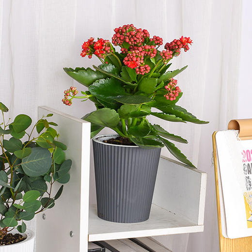 办公室绿植长寿花带懒人盆