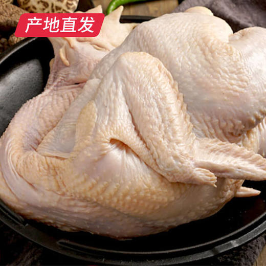 【高福农场 散养北京油鸡大公鸡】约1800g/只，空运直达，产地陕西扶风 商品图0