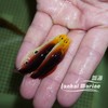 东非烈焰龙（除蚓螺） 商品缩略图3