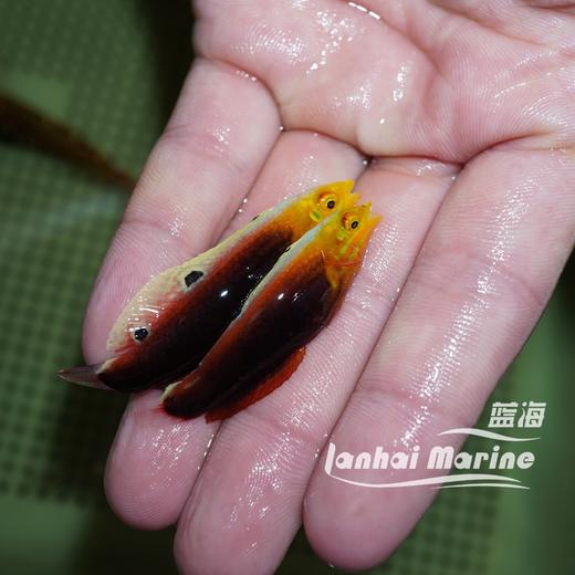 东非烈焰龙（除蚓螺） 商品图3