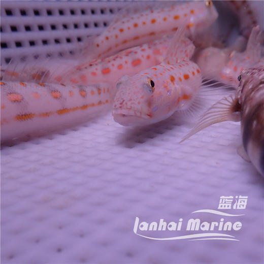 钻石哨兵 商品图2