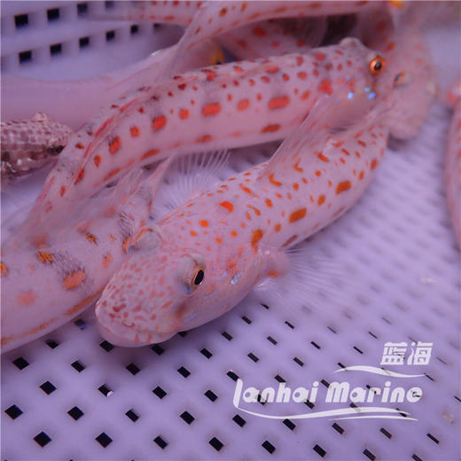 钻石哨兵 商品图3