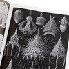 【中商原版】自然界的艺术形式 英文原版 Art Forms in Nature Ernst Haeckel 恩斯特·海克尔 科普读物 生物科学 插图绘图 商品缩略图3