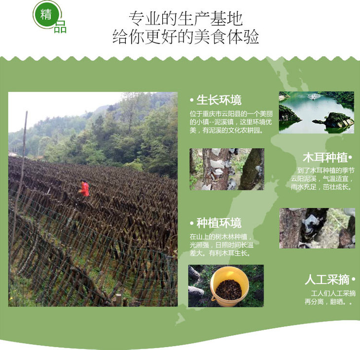 重庆云阳泥溪青杠树黑木耳500g