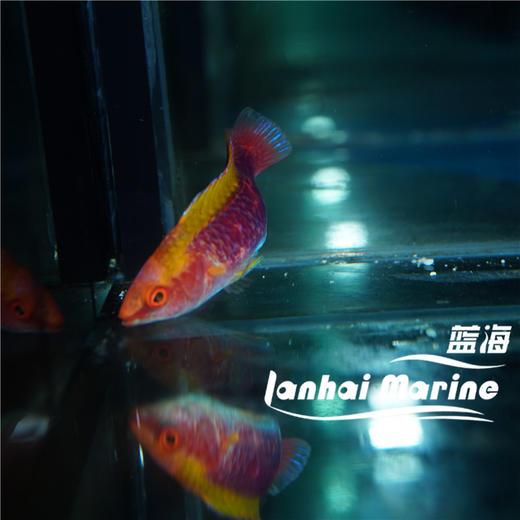 五彩雀 商品图3