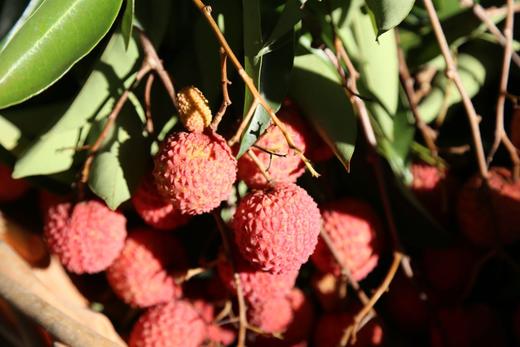 【现摘现发！】广东增城桂味荔枝 核小纯甜 顺丰冷链包邮 广东省内次日达 省外48小时达5斤／10斤 商品图12