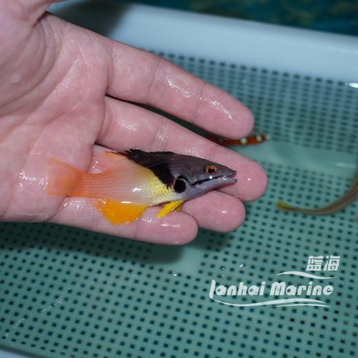 三色龙 商品图7