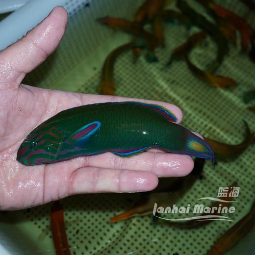 青花龙 商品图3