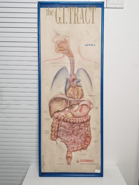 美国中古立体人体教学画 商品图2