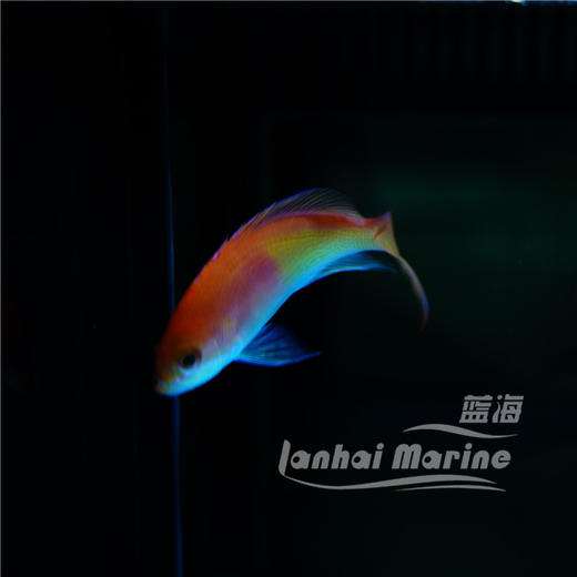 三色宝石 商品图2