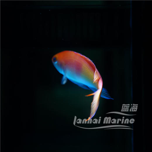 三色宝石 商品图4