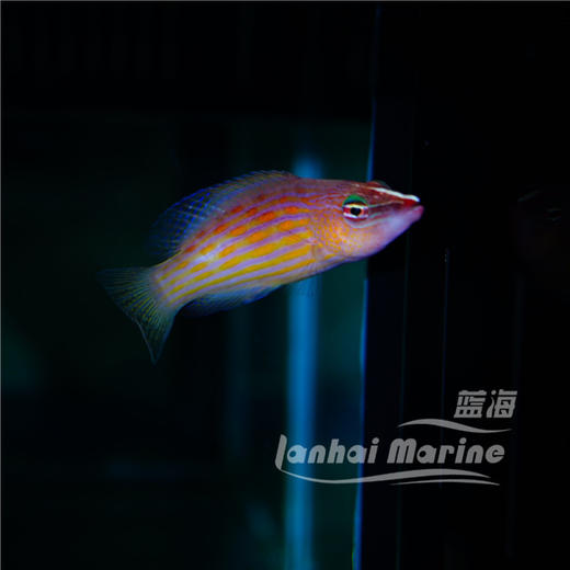 八线狐 商品图1