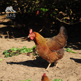 生态清远鸡肉鸡（过年也发货） | 绿家自产* Eco-Chicken | Self-production