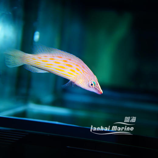 八线狐 商品图4