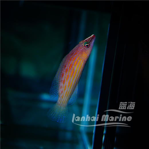 八线狐 商品图2