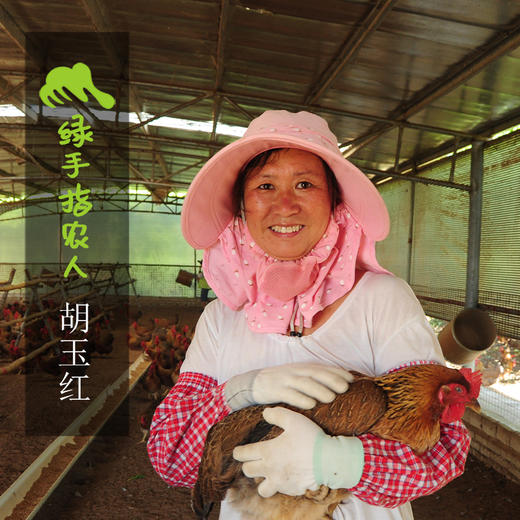 生态鸡份额（母鸡，客服打电话确认后发货）| 绿家自产* Eco- chicken shares | Self-production 商品图1