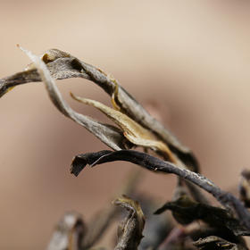 178     昔归古300●2020年春●200克散茶●持久的甘甜，鲜爽的茶汤，一喝就能给人留下深刻的印象。