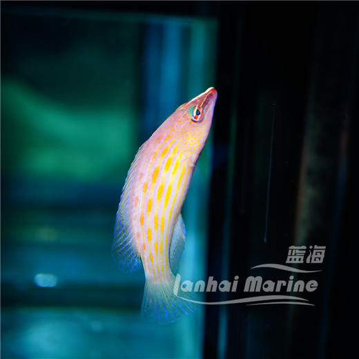 八线狐 商品图5