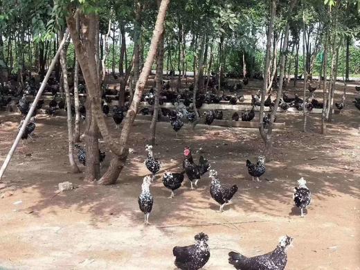 贵妃鸡蛋5斤京津冀顺丰包邮（不满格） 商品图1