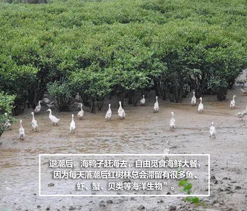 漁民自家在海邊養的海鴨,在紅樹林吃小蝦小魚等正宗