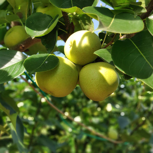 大理夏雪梨水润多汁清甜留香皮薄肉脆夏日必备果园直发
