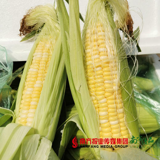 【全国包邮】云南水果玉米 毛重10斤（72小时之内发货） 商品图0