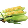 爆浆水果玉米3个（精选） 商品缩略图0