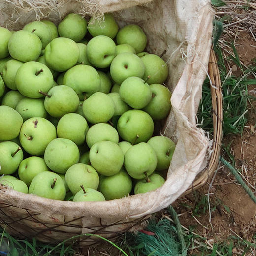 大理夏雪梨水润多汁清甜留香皮薄肉脆夏日必备果园直发