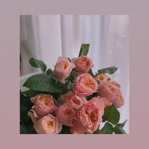 奥斯汀—粉蝴蝶 商品图0