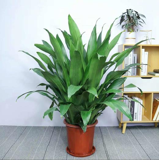 直板青叶也门铁