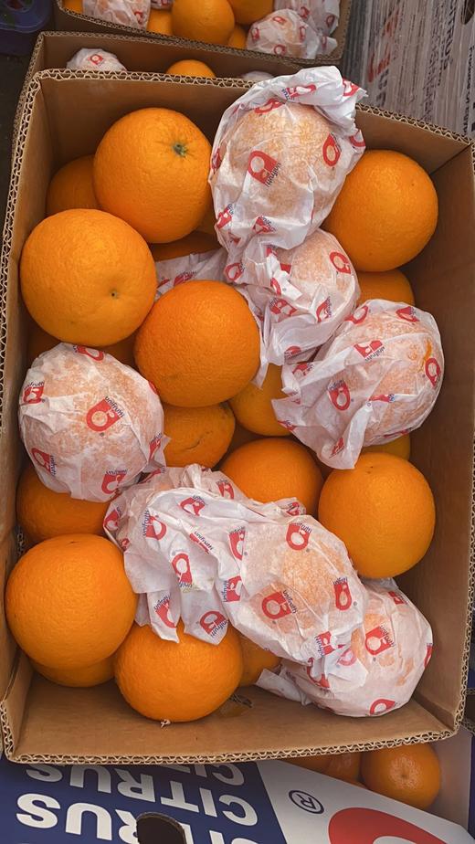 澳洲进口甜脐橙