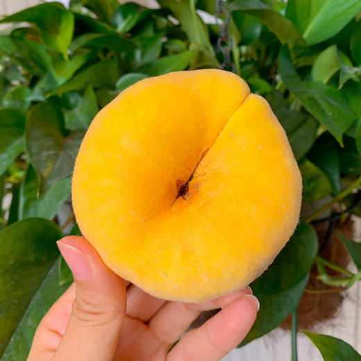 黄金蟠桃果香浓郁甜蜜多汁优质好品质现摘现发455斤