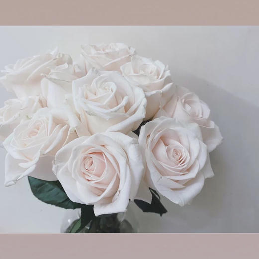 玫瑰—芬德拉 商品图0