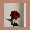 玫瑰—传奇 商品缩略图0