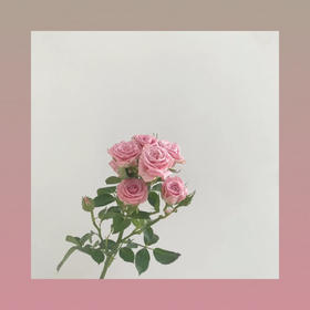 多头玫瑰—温柔水晶泡泡