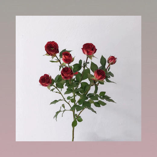 多头玫瑰—巧克力泡泡 商品图0