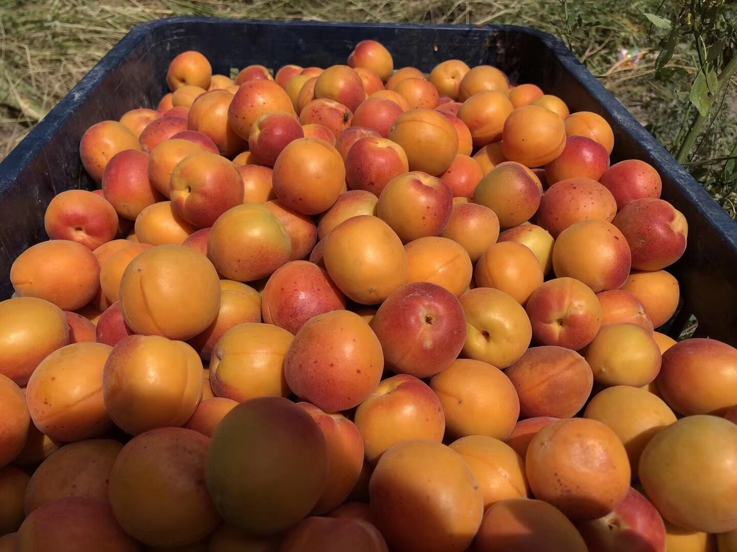 正宗新疆76黄金蜜杏一个杏子一包蜜色香味浓又甜蜜生长在天山脚下