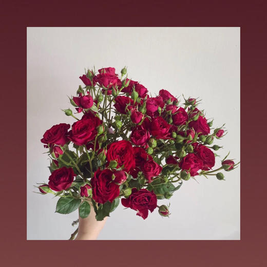 多头玫瑰—猩红泡泡 商品图0
