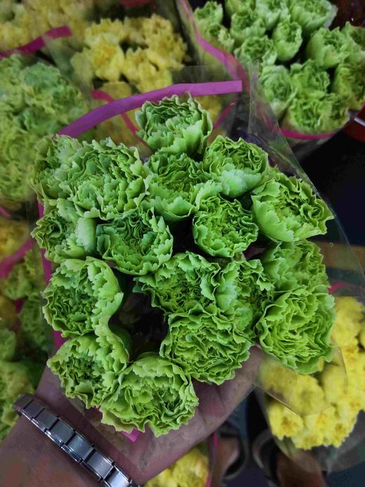 单头康乃馨DAN-绿色-生-18-20支/扎 商品图0