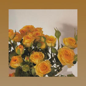 多头玫瑰—柠檬泡泡