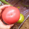 普罗旺斯西红柿   沙瓤多汁  酸甜浓郁   生吃赛水果   做菜茄味浓  4.5斤 商品缩略图3