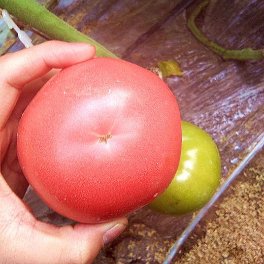 普罗旺斯西红柿   沙瓤多汁  酸甜浓郁   生吃赛水果   做菜茄味浓  4.5斤 商品图3