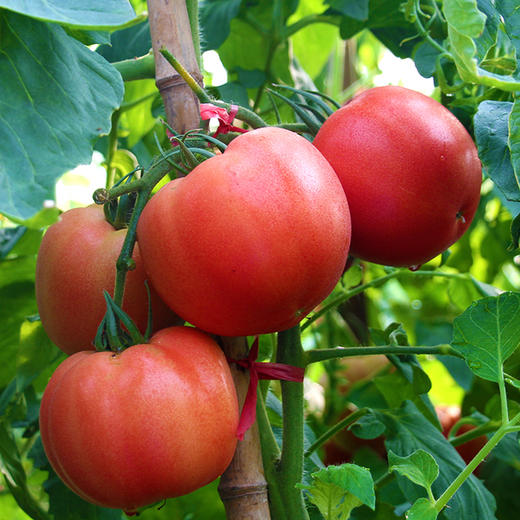普罗旺斯西红柿   沙瓤多汁  酸甜浓郁   生吃赛水果   做菜茄味浓  4.5斤 商品图5